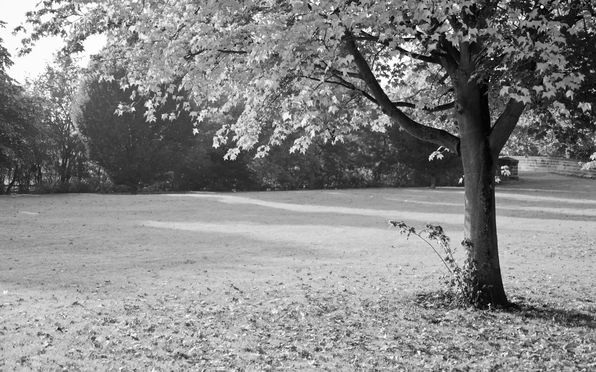 viewes, autumn, Leaf, trees, Park