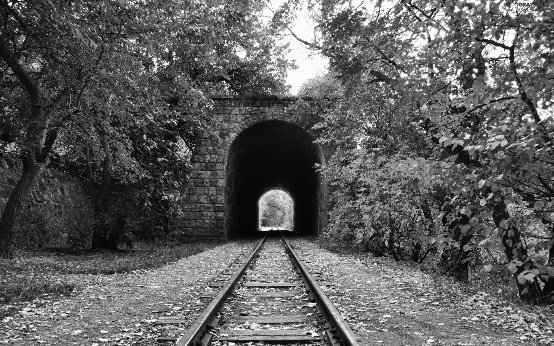 trees, ##, Leaf, railway, tunnel, viewes, autumn