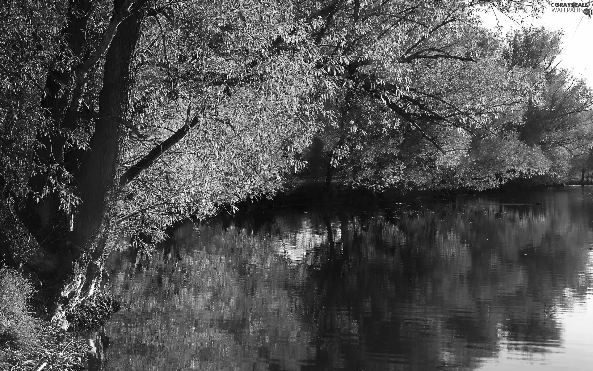 viewes, autumn, color, trees, River