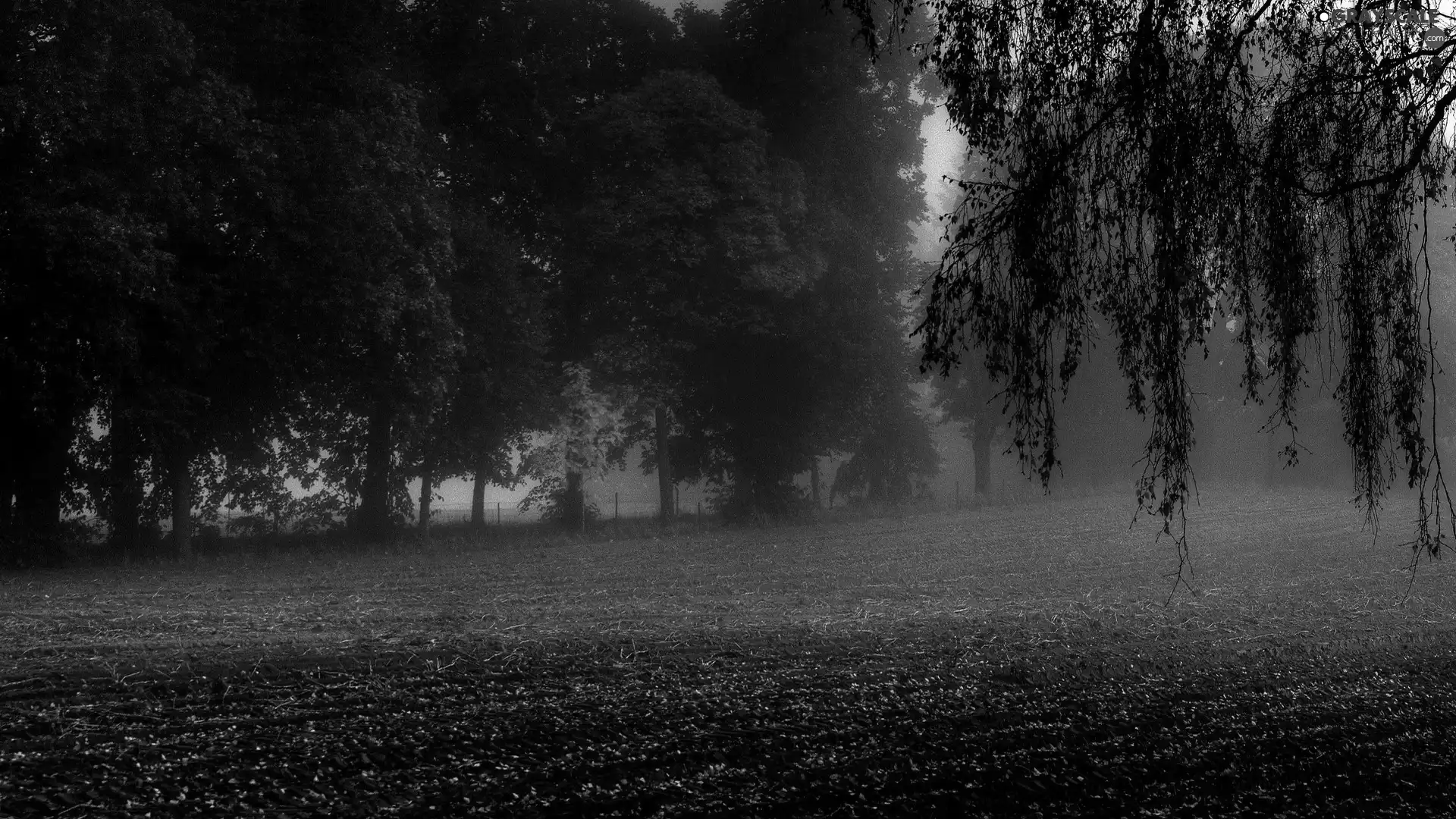 Fog, field, viewes, autumn, trees, medows