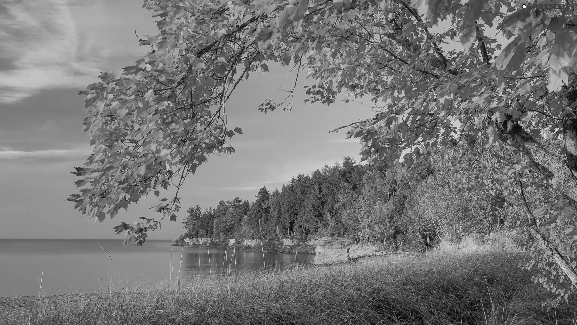 autumn, trees, viewes, lake