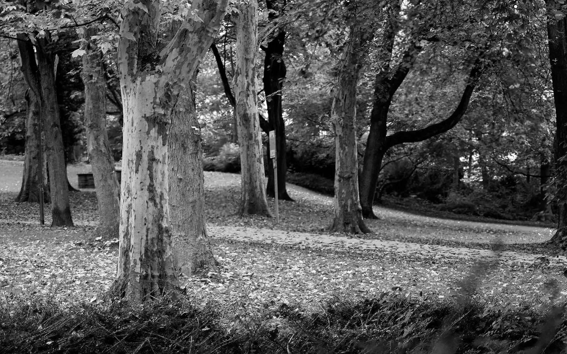 Autumn, trees, viewes, Park