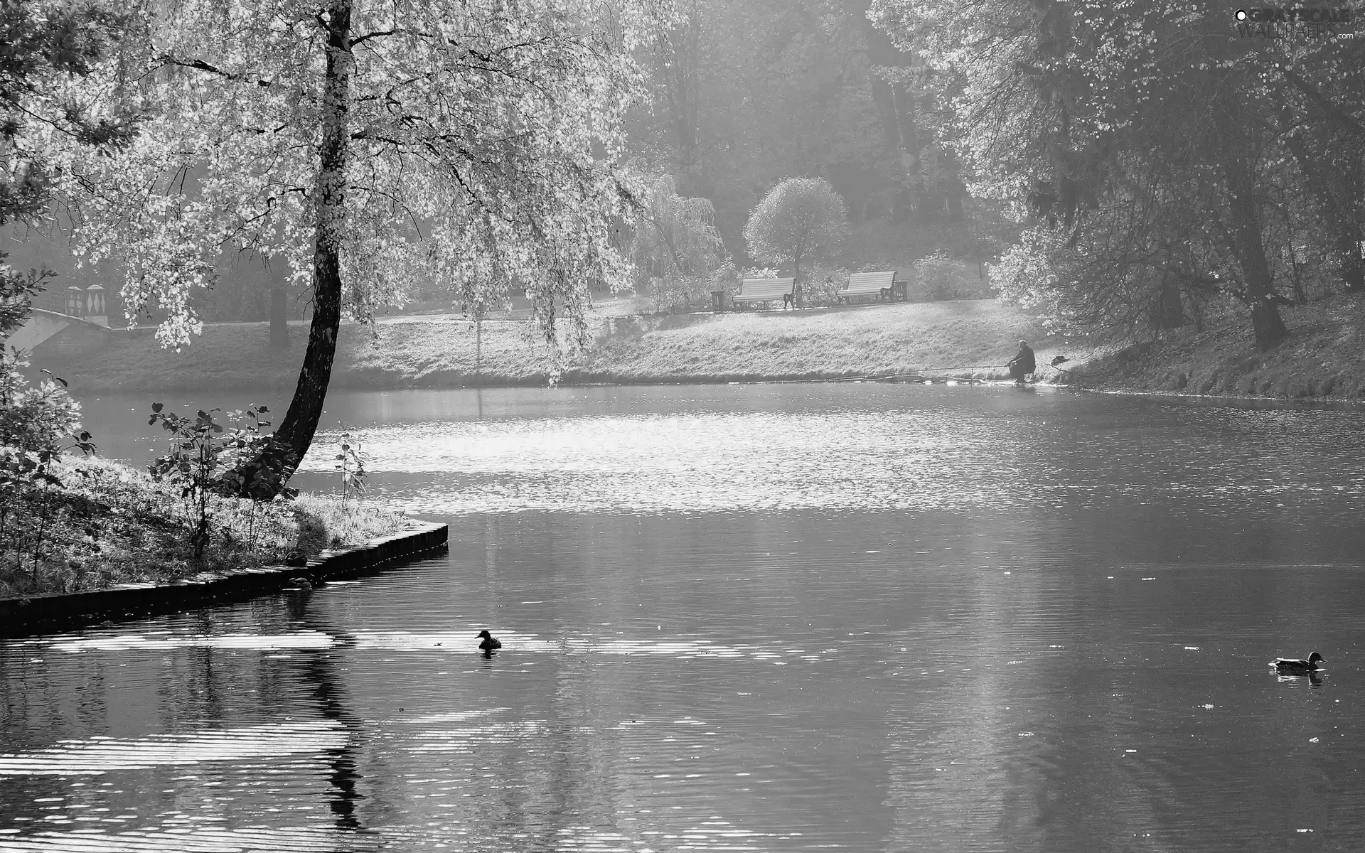 ducks, Park, viewes, autumn, trees, water