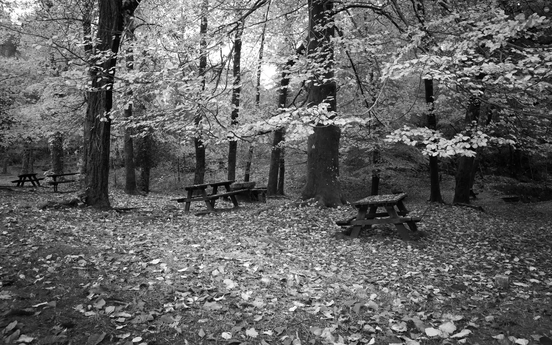 Leaf, Park, viewes, autumn, trees, bench
