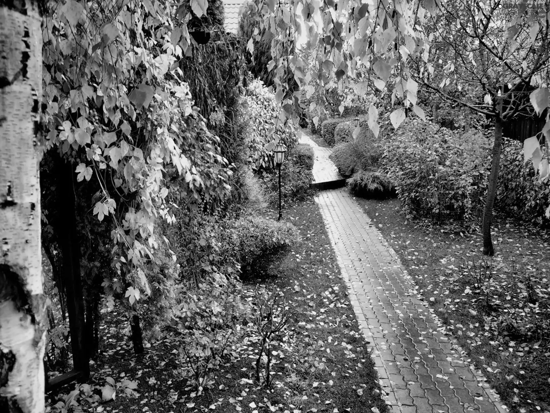Leaf, Park, viewes, autumn, trees, Path