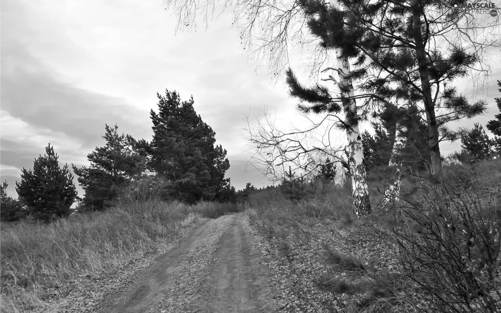 trees, Mountains, Leaf, woods, Way, viewes, autumn