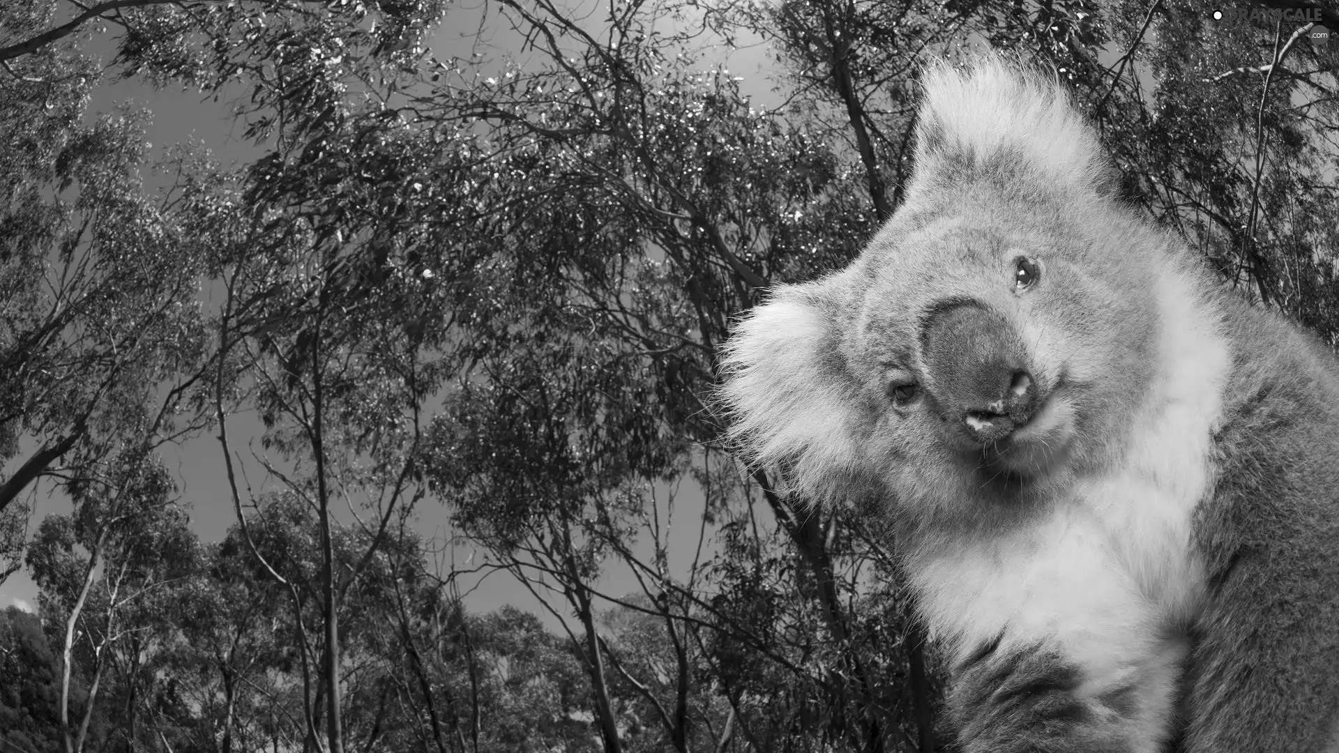 teddy bear, trees, viewes, Koala