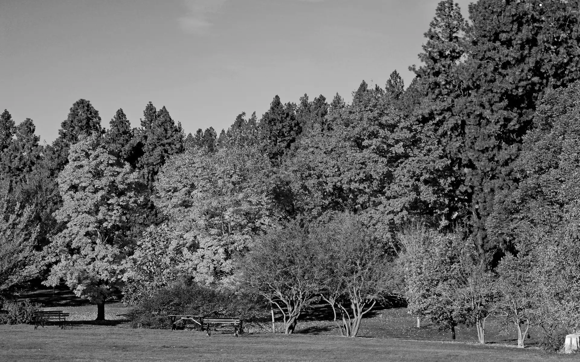 viewes, Bench, Park, trees, autumn