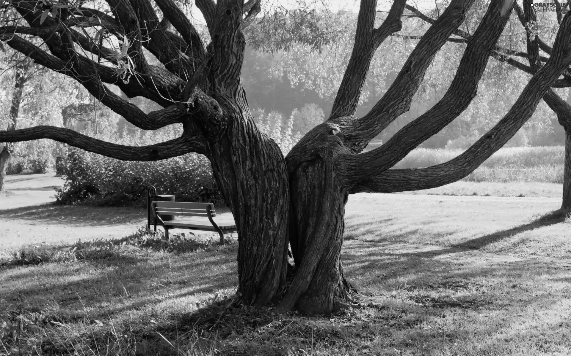 viewes, Bench, fused, trees, Park