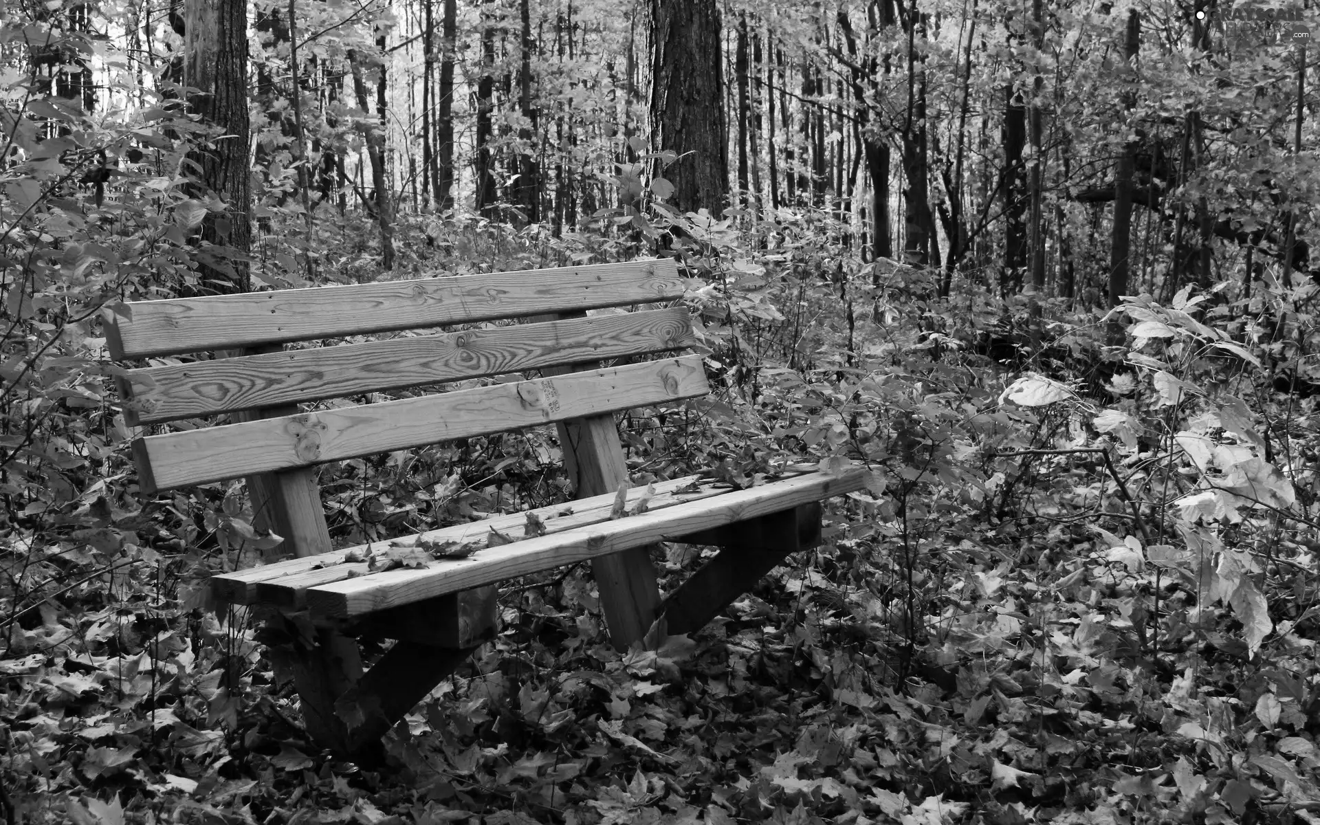 Bench, trees, viewes, Leaf