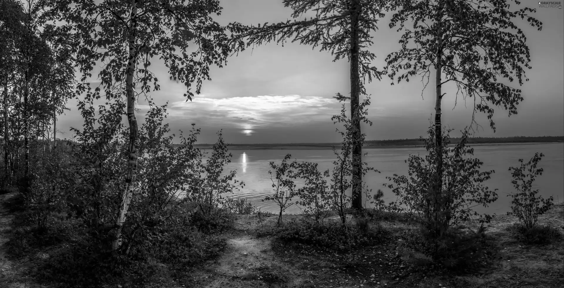 sun, lake, viewes, birch, trees, west