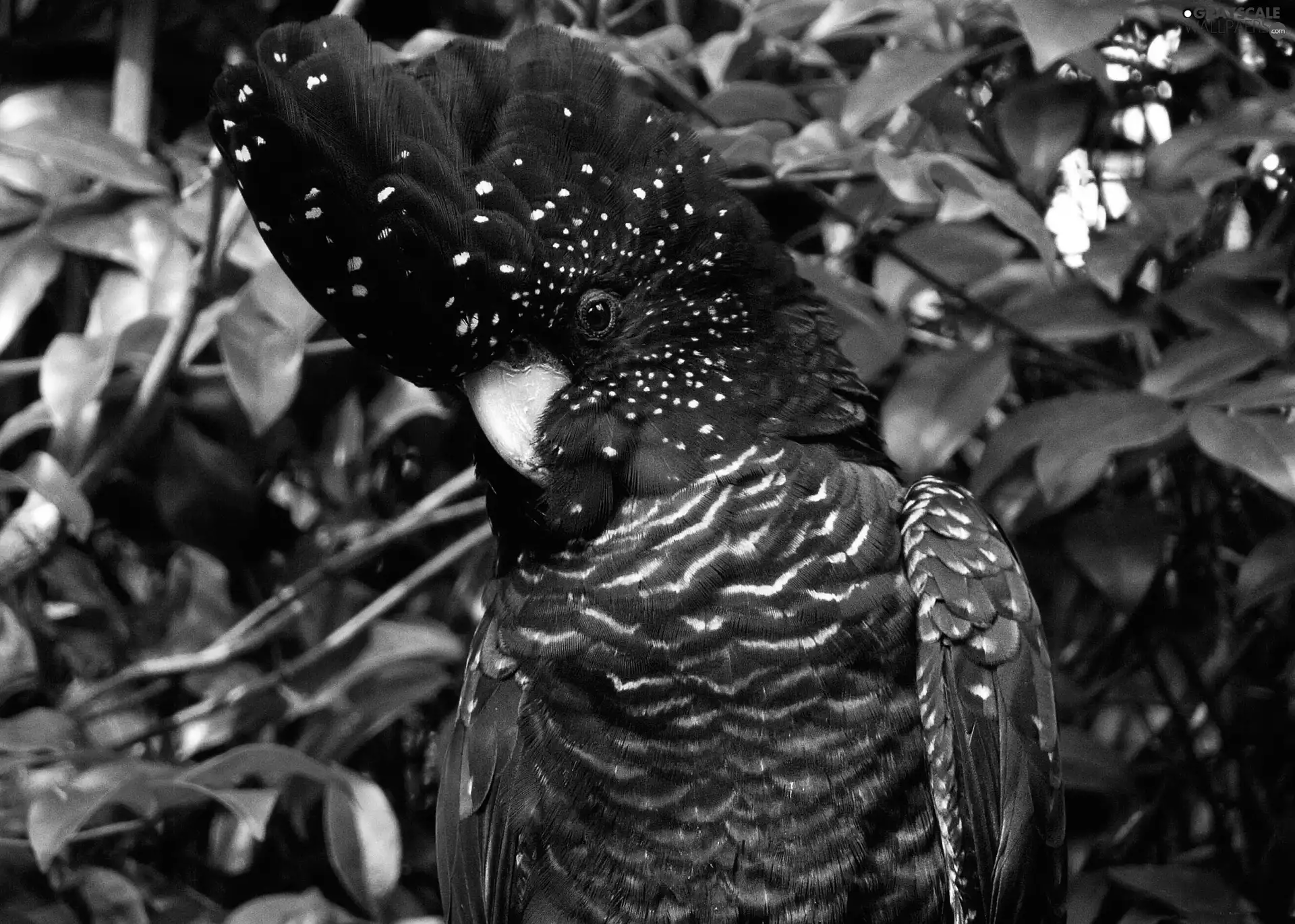 black, trees, viewes, cockatoo