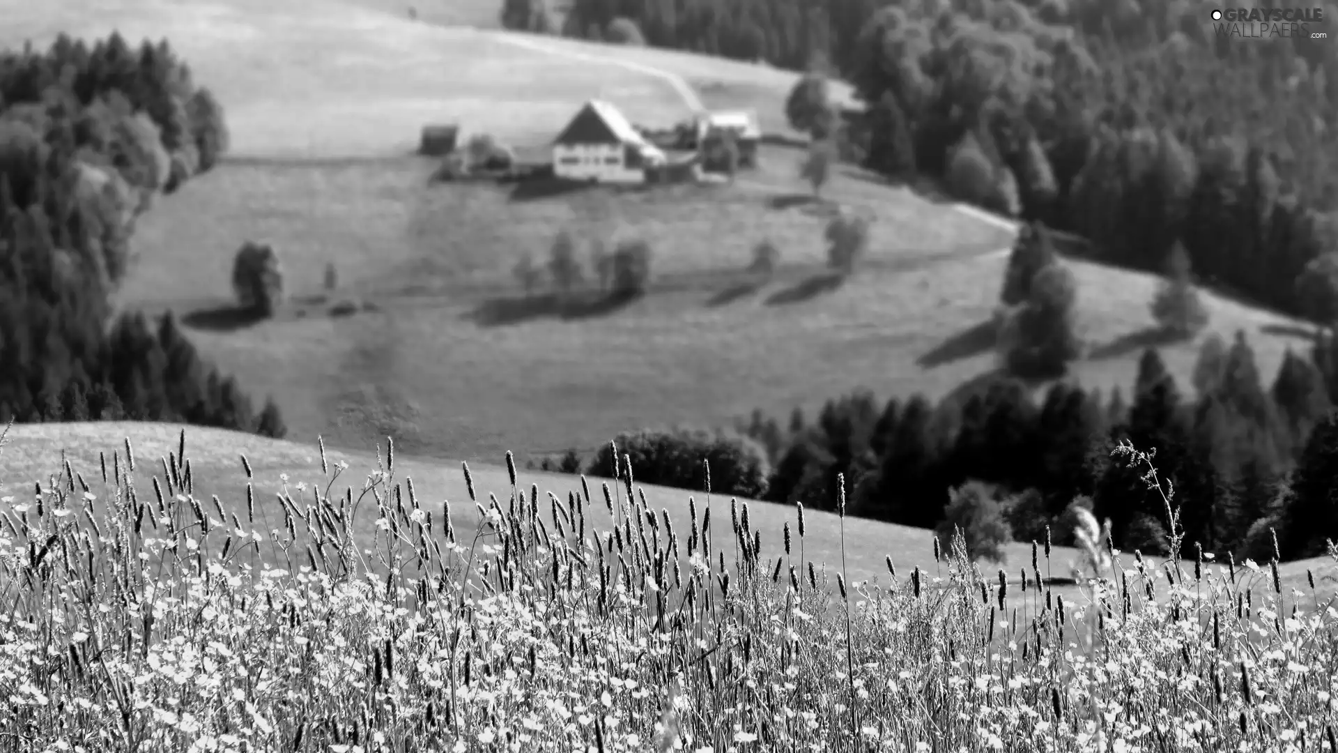 viewes, blur, Flowers, trees, Meadow