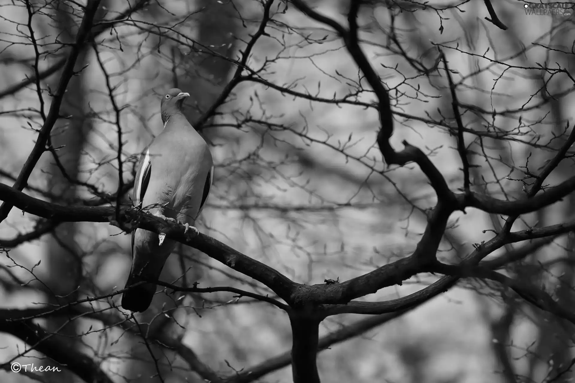 trees, viewes, comber, branch pics, pigeon