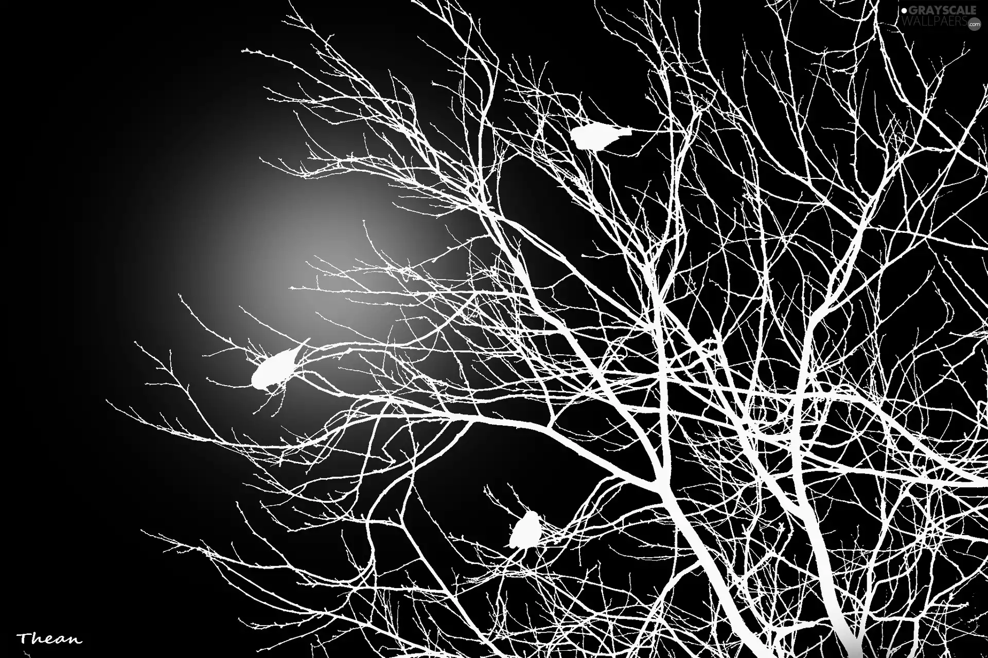 viewes, 2D, branch pics, trees, Sparrows