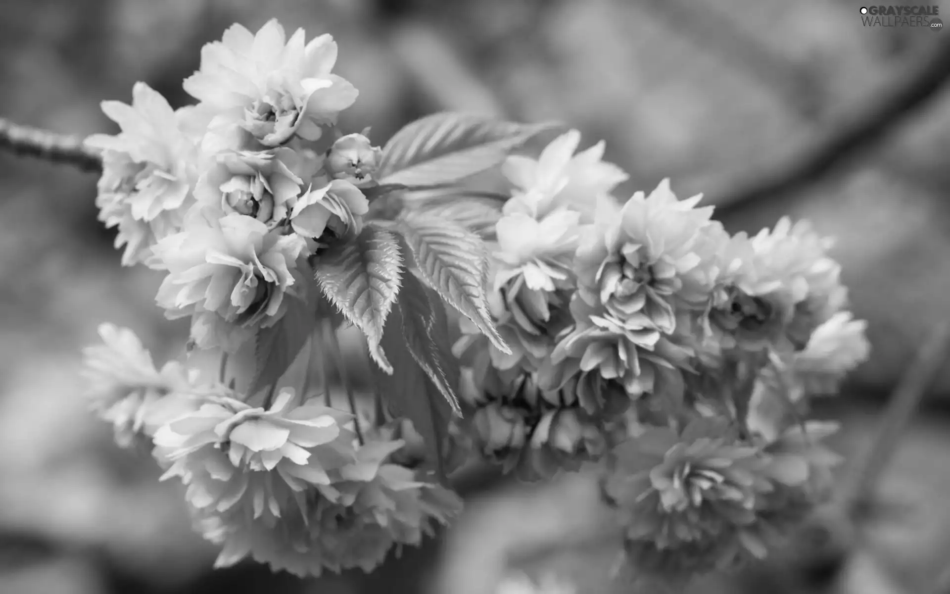 branch, trees, viewes, blooming