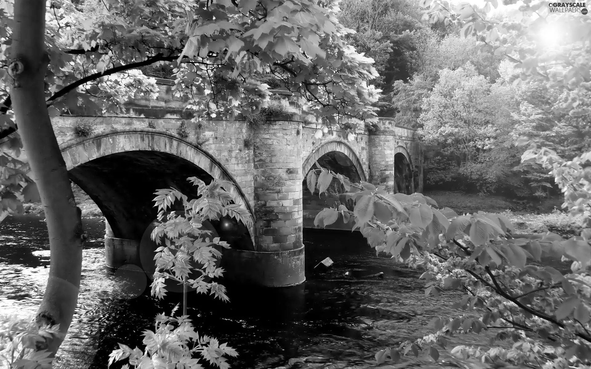 bridge, trees, viewes, River