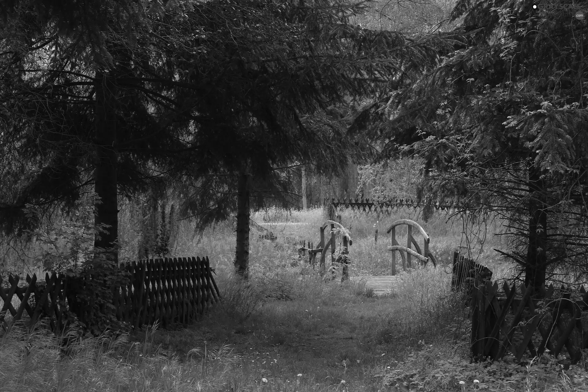 trees, viewes, bridges, fence, forest