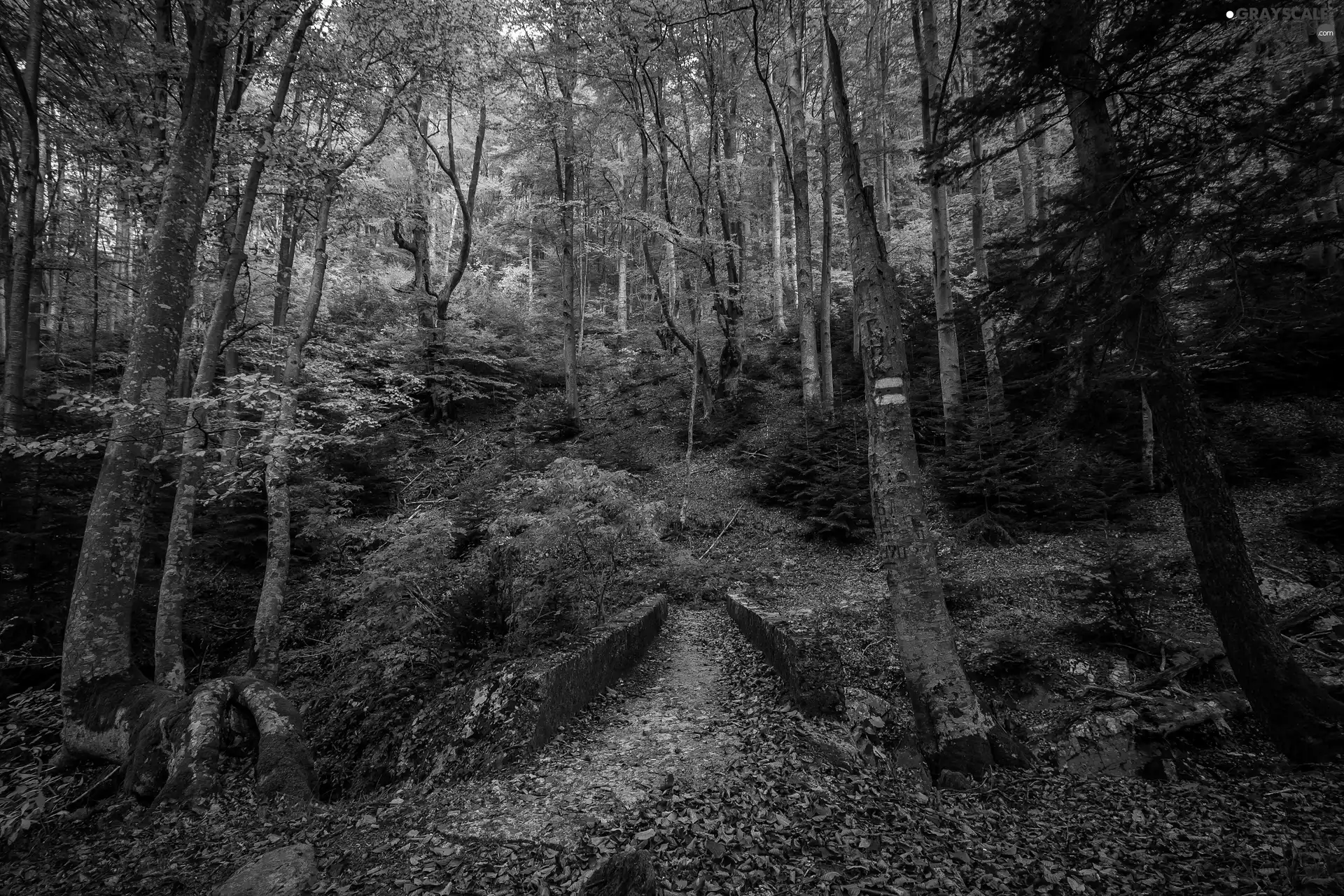 Path, trees, bridges, viewes, forest, trail, autumn