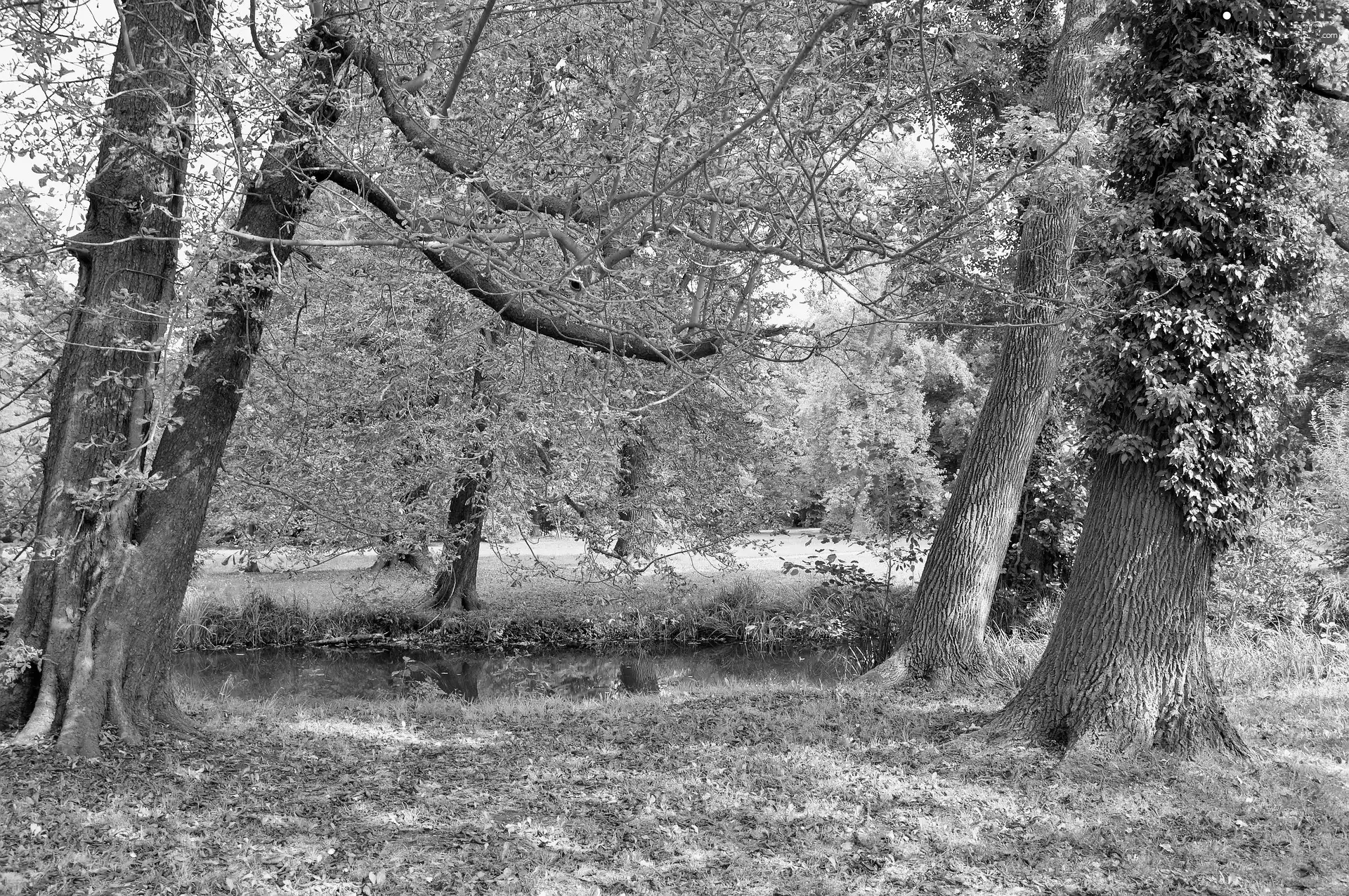fallen, trees, brook, viewes, autumn, Leaf, Park