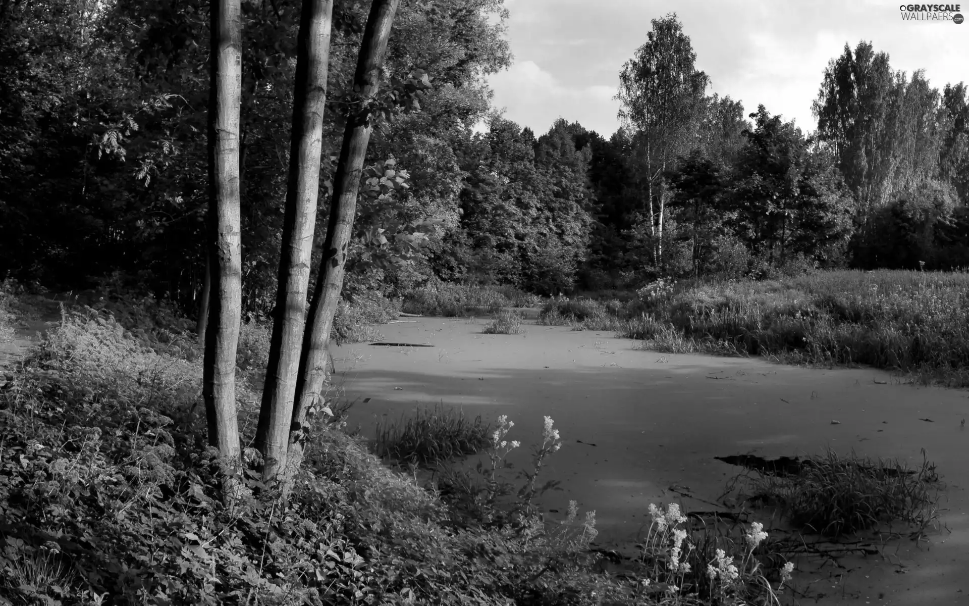 viewes, Bush, River, trees, forest