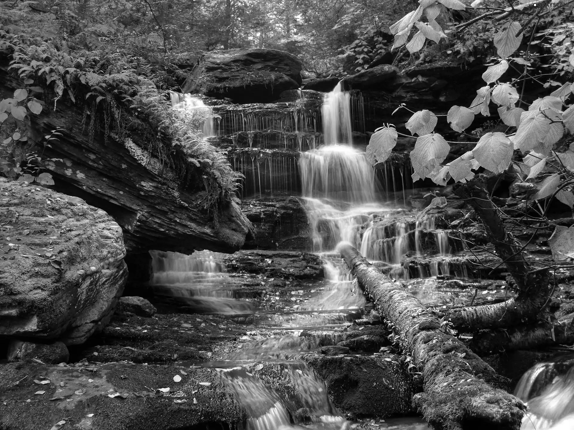 waterfall, forest, viewes, Bush, trees, brook