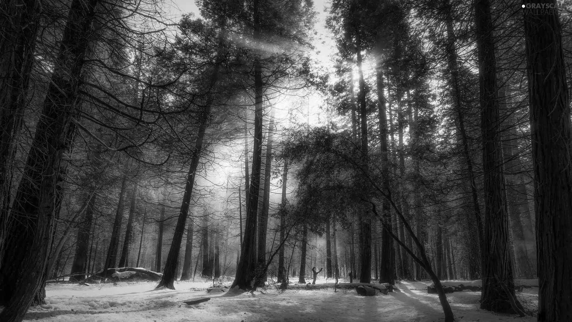 Yosemite National Park, forest, rays of the Sun, trees, snow, State of California, The United States, viewes