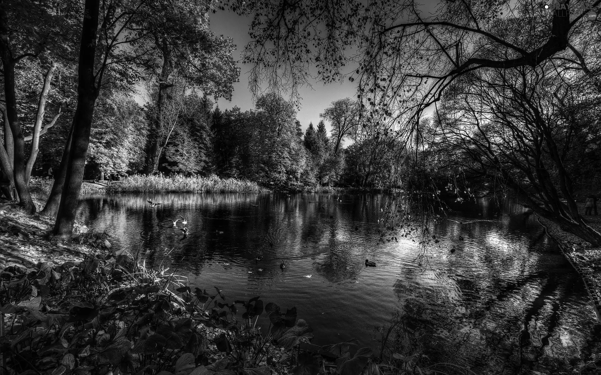 trees, Park, ducks, Pond - car, autumn, viewes, birds