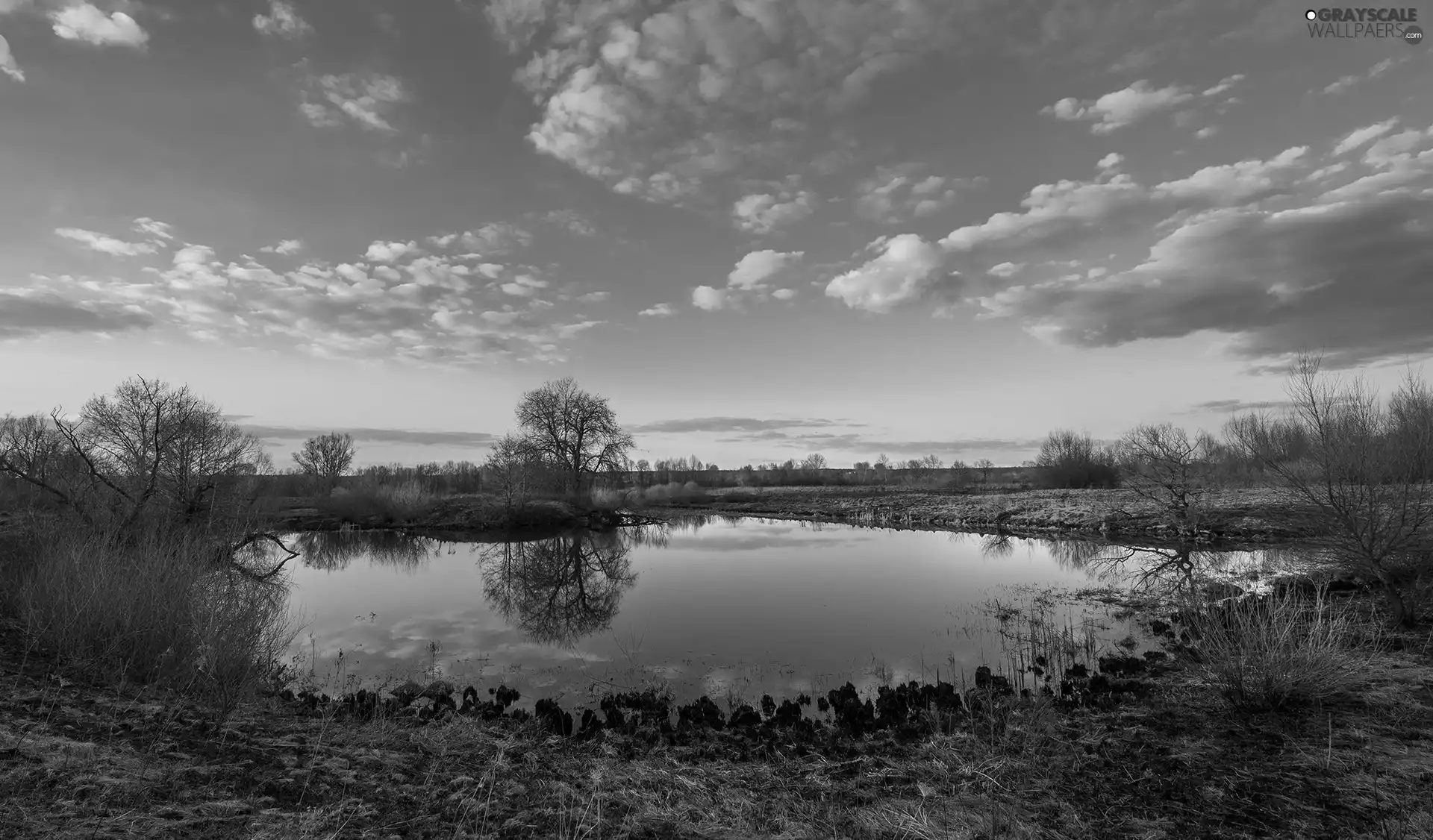 rushes, clouds, trees, viewes, Pond - car