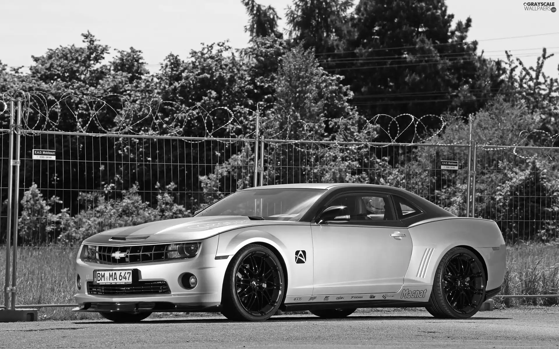Chevrolet, trees, viewes, Camaro