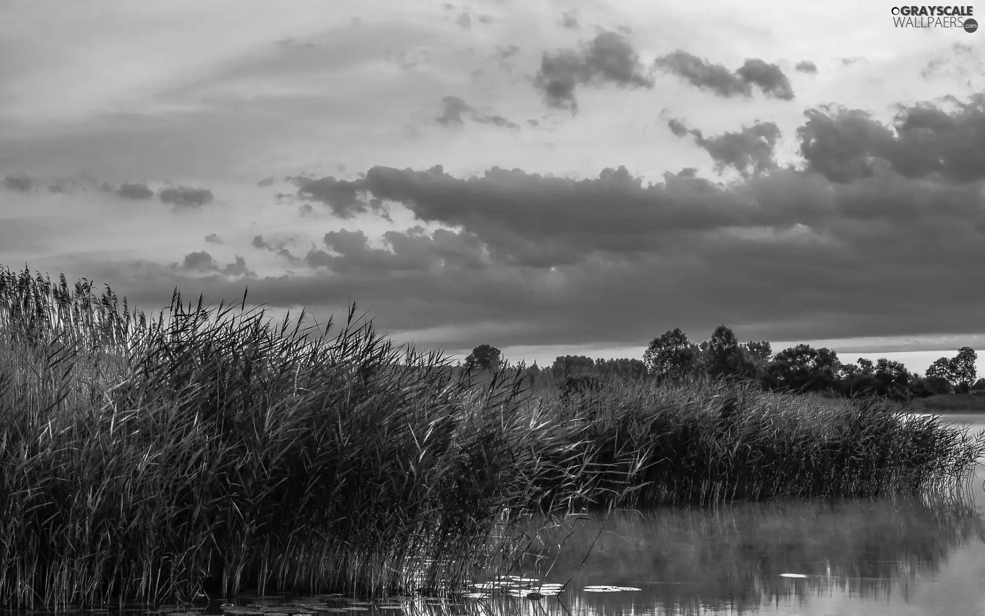 viewes, clouds, rushes, trees, lake