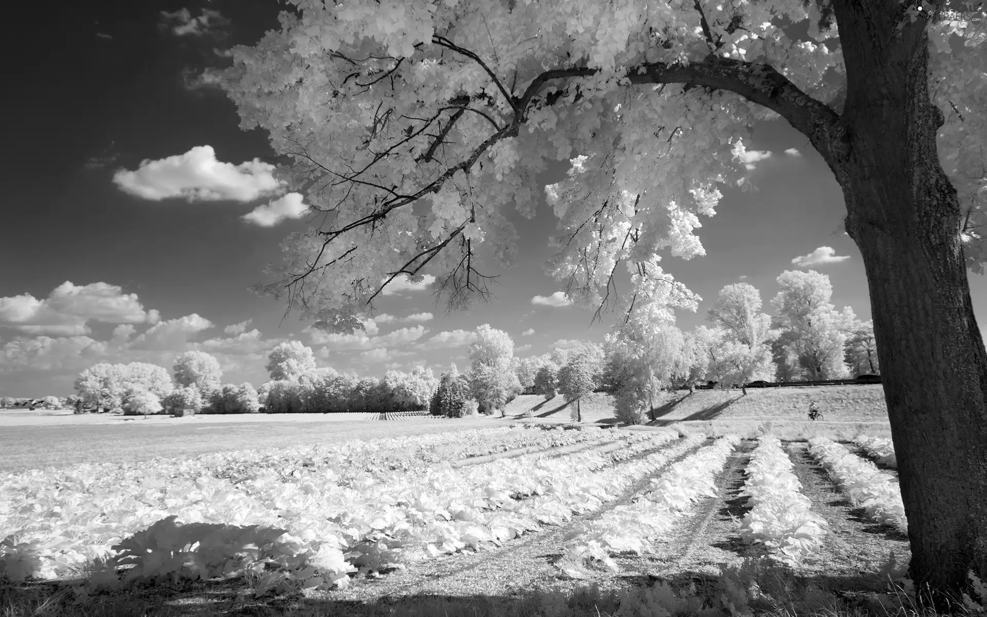 viewes, Heaven. Clouds, Field, trees, landscape