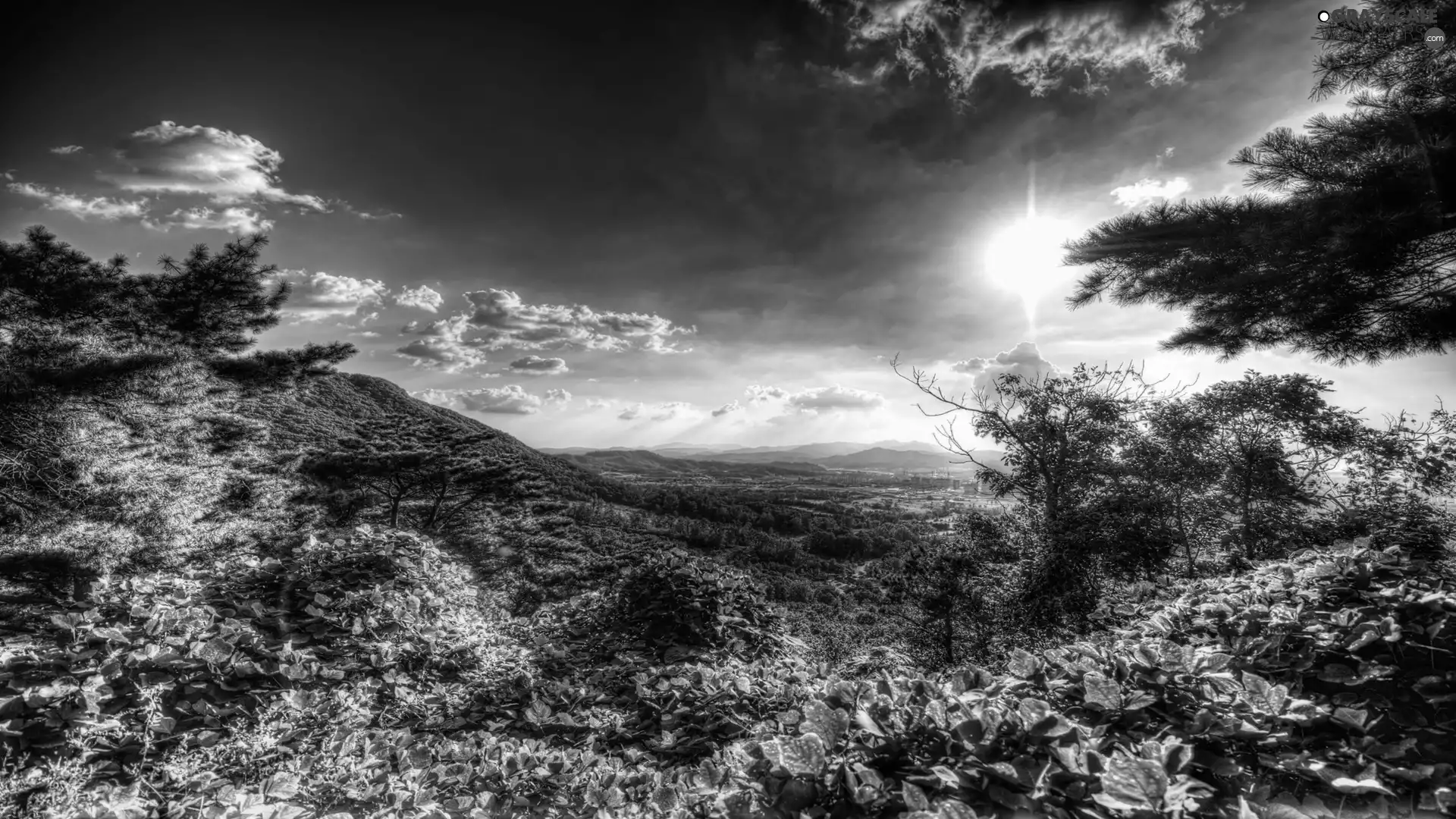 clouds, trees, viewes, sun