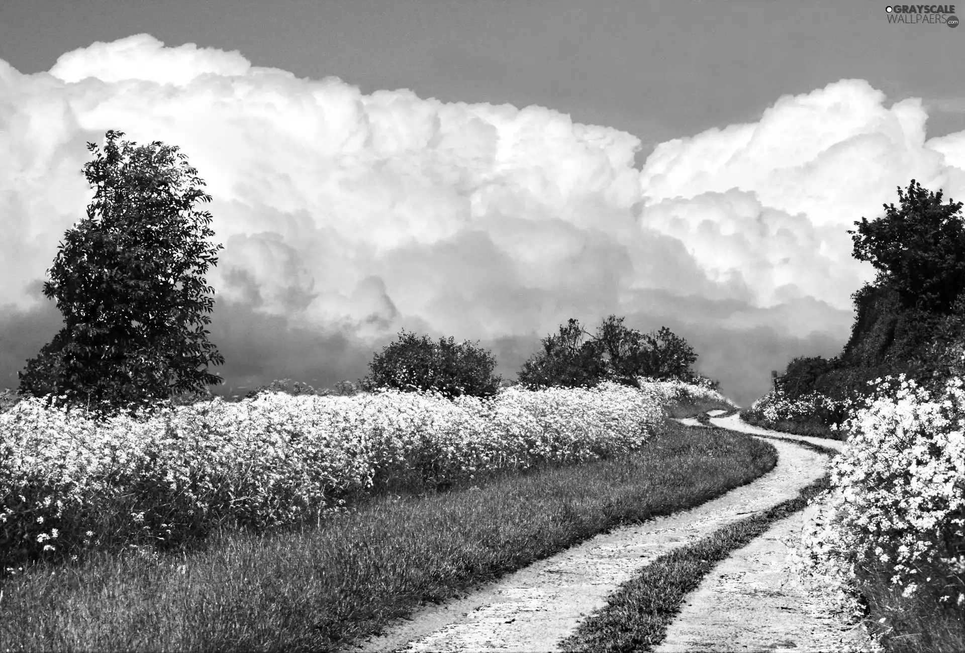 viewes, clouds, Flowers, trees, Way