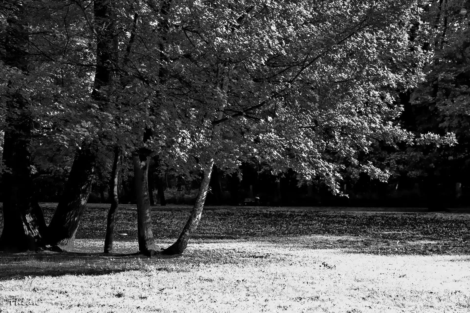 color, trees, viewes, Park