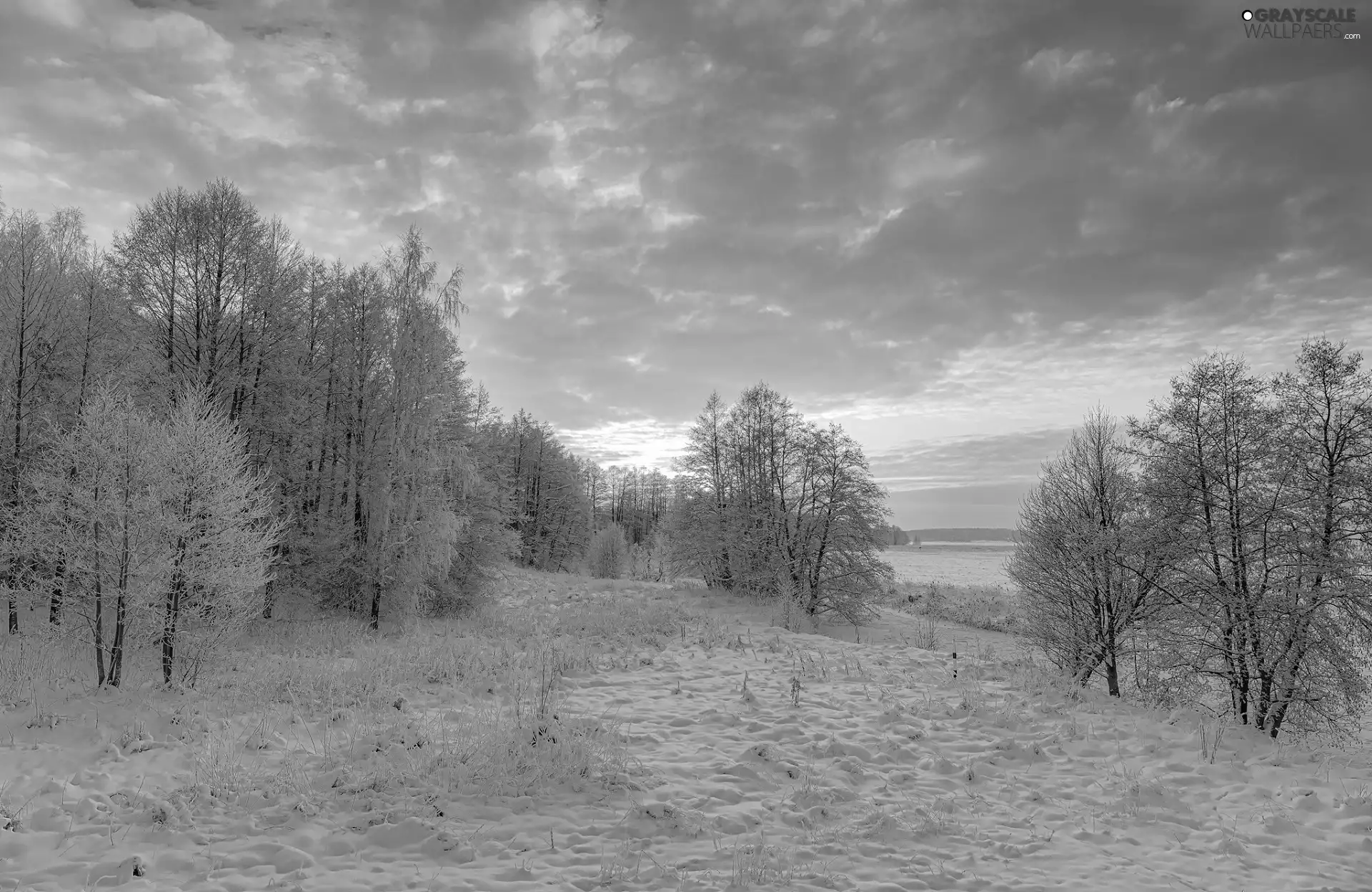 Field, trees, color, viewes, winter, snow, Sky