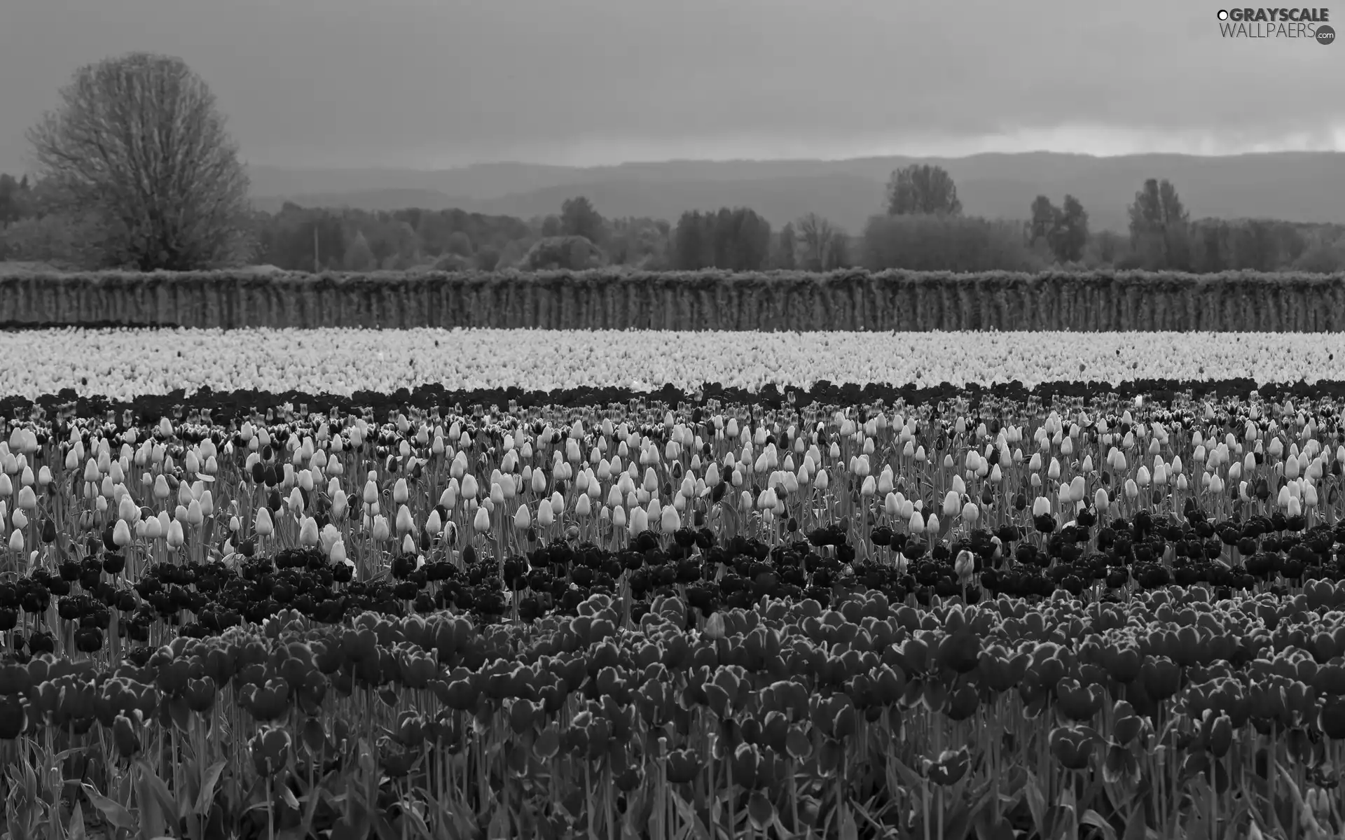 color, trees, viewes, Tulips