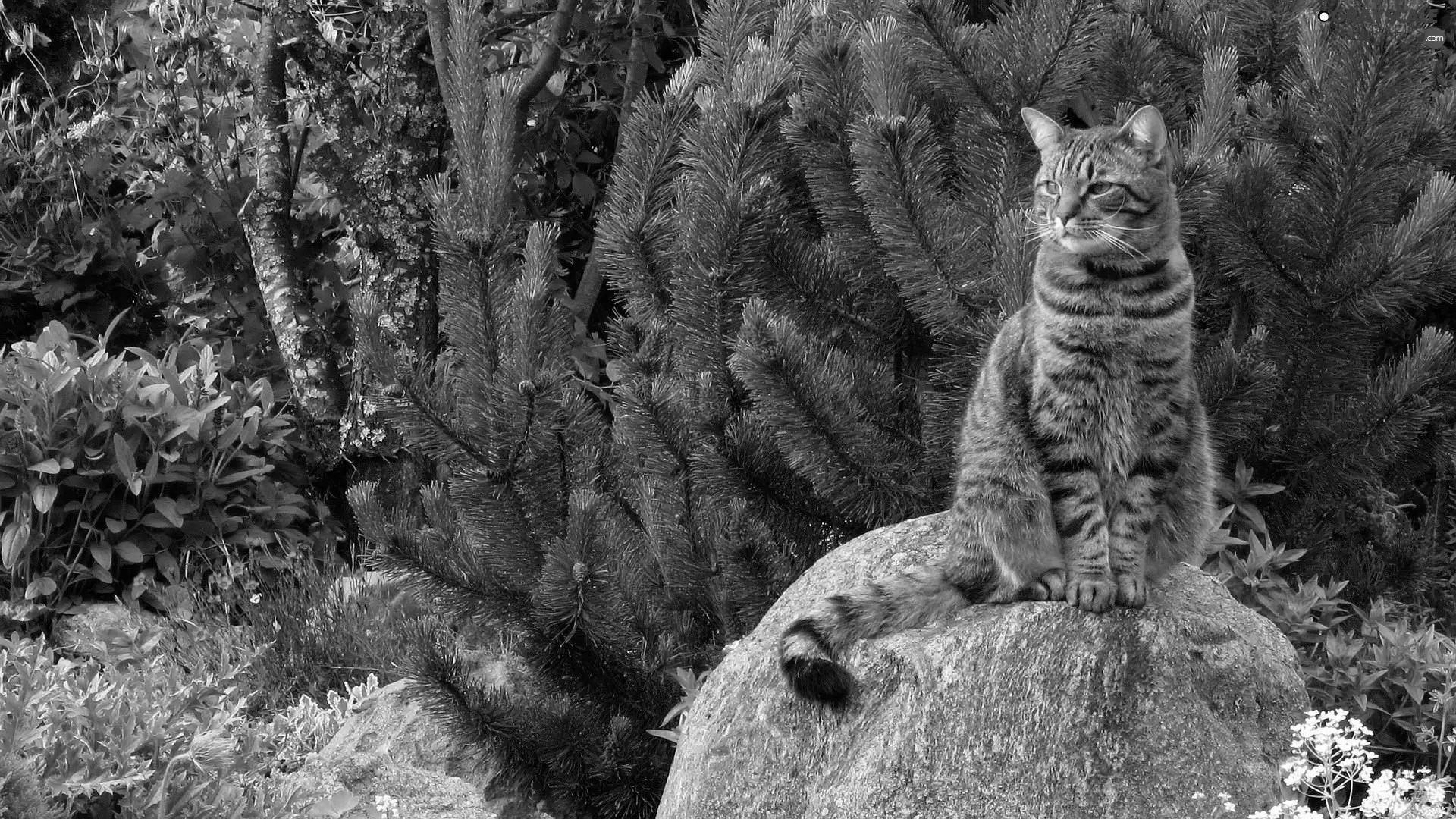 viewes, Conifers, Stone, trees, cat