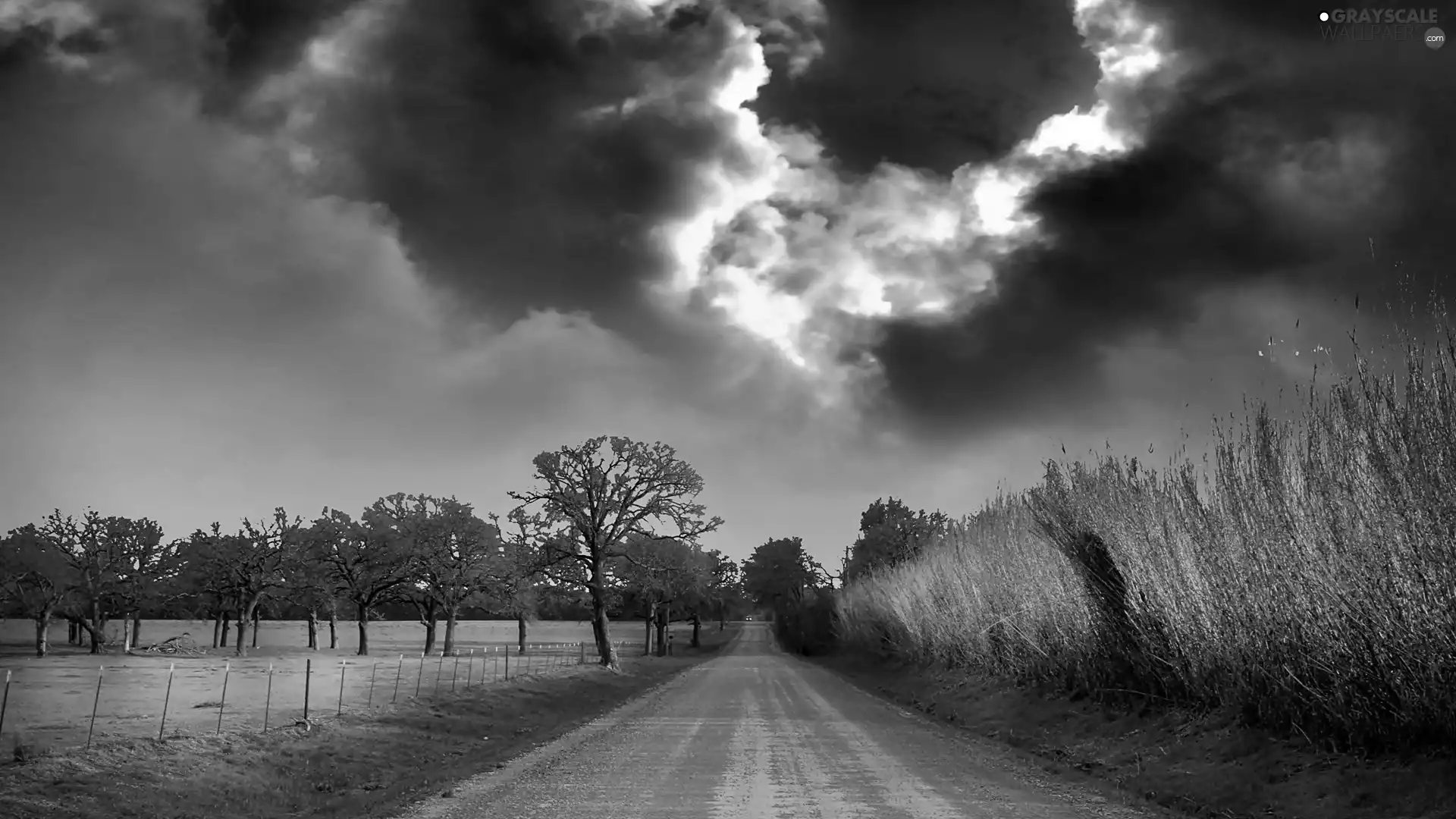 trees, clouds, field, Way, dark, viewes, corn