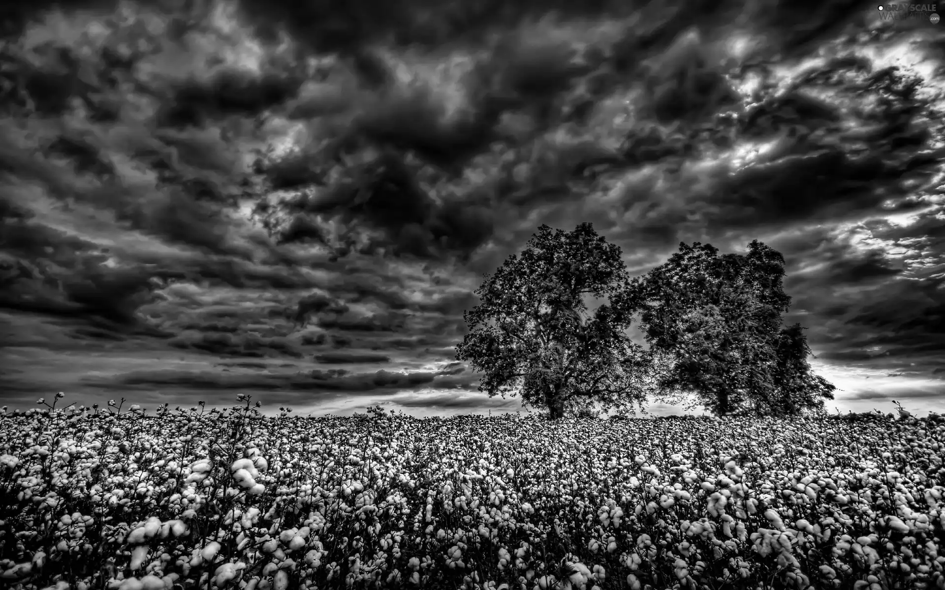 clouds, west, viewes, cotton, trees, sun
