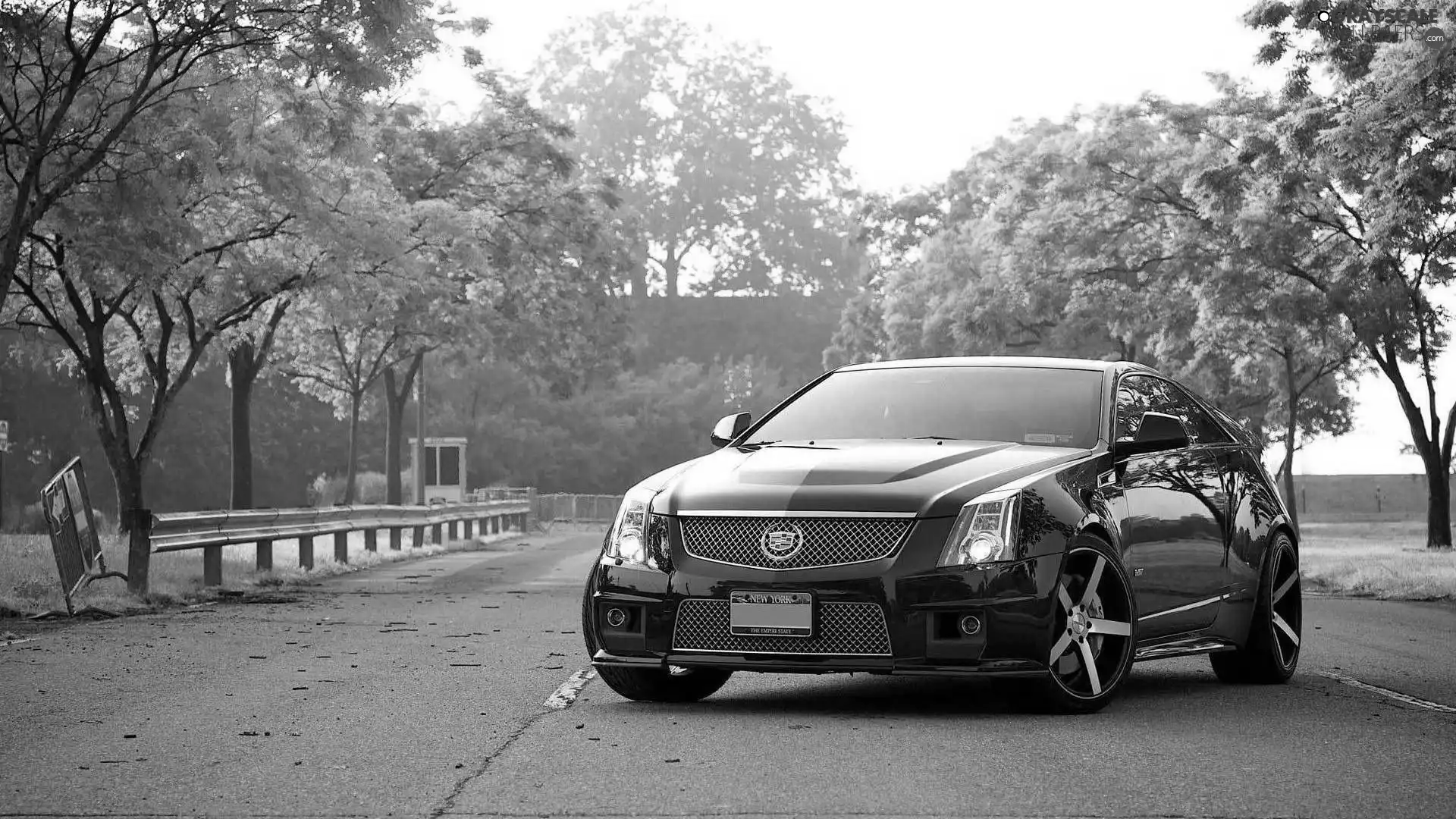 viewes, Way, CTS-V, trees, Cadillac