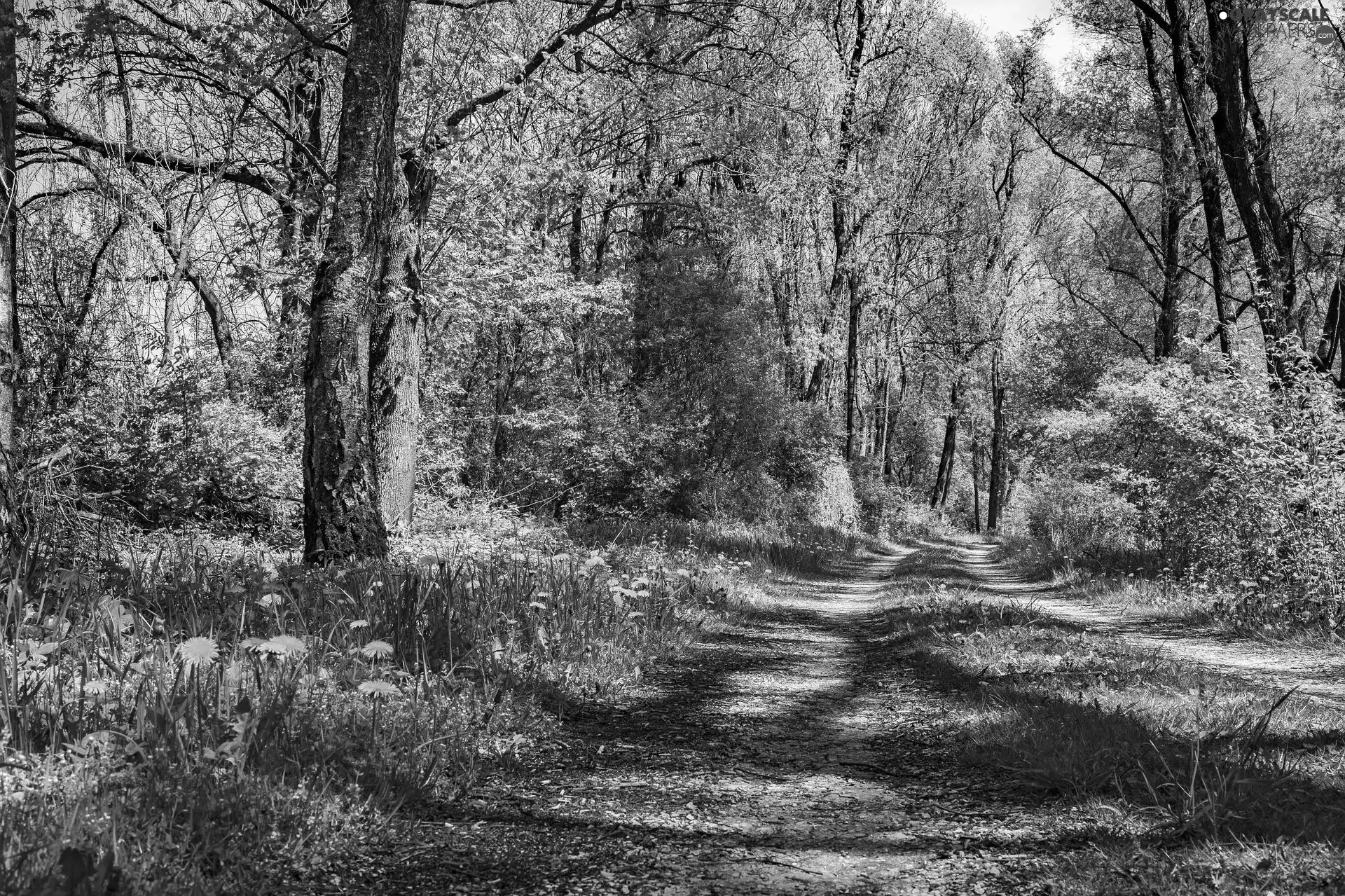 Path, trees, day, viewes, forest, sunny, Flowers
