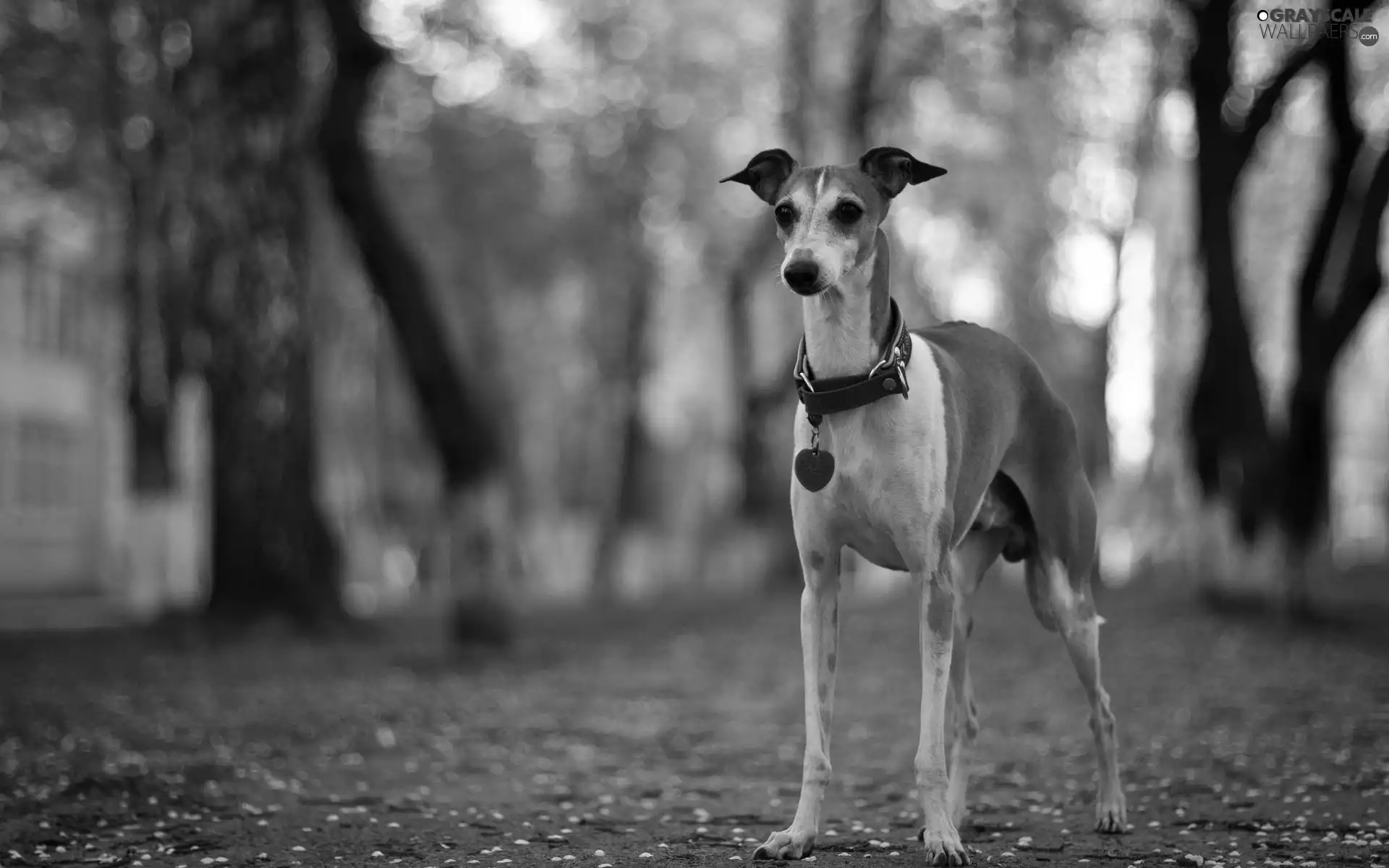 dog, trees, viewes, dog-collar