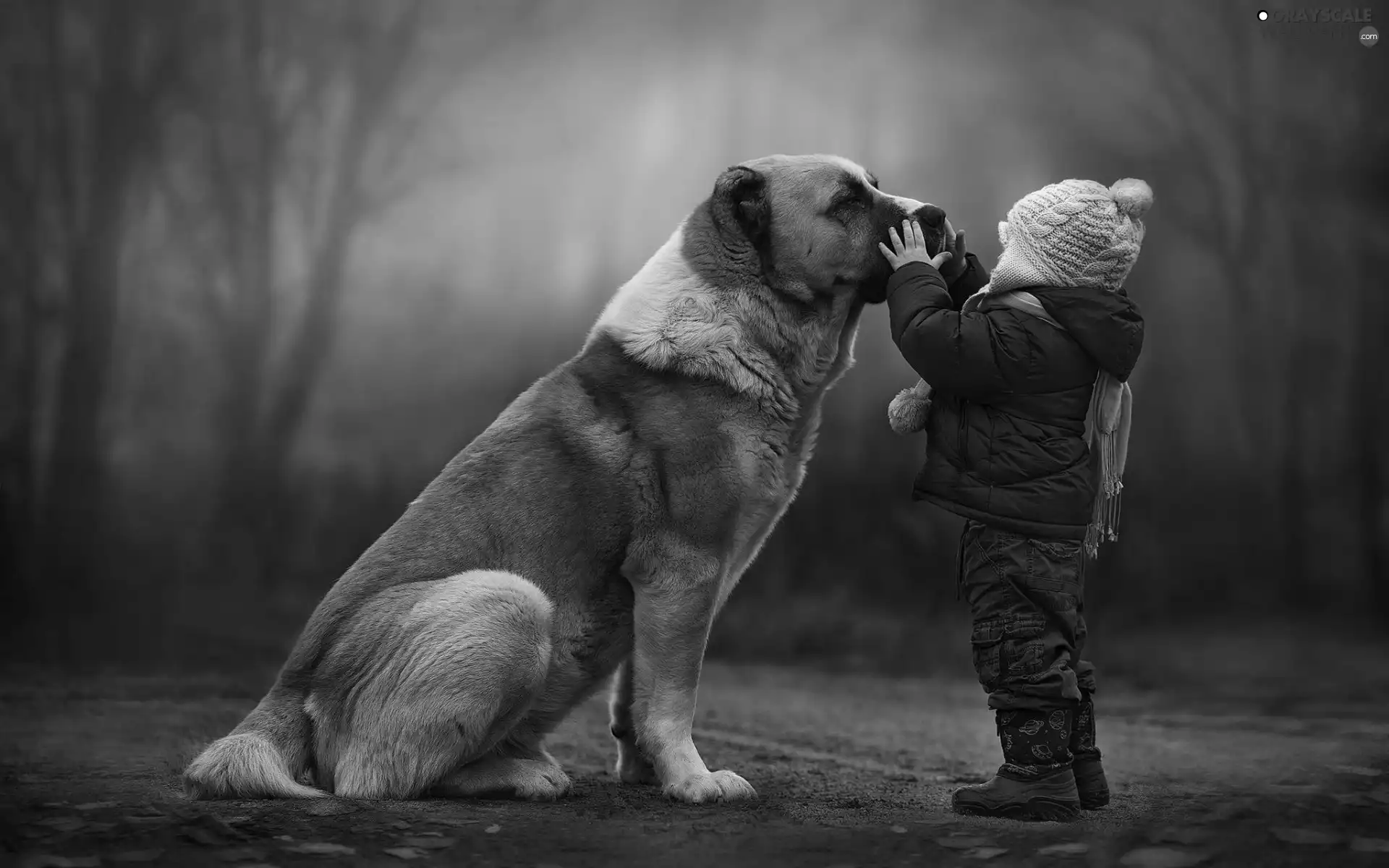 Trees Bullmastiff, dog, Kid