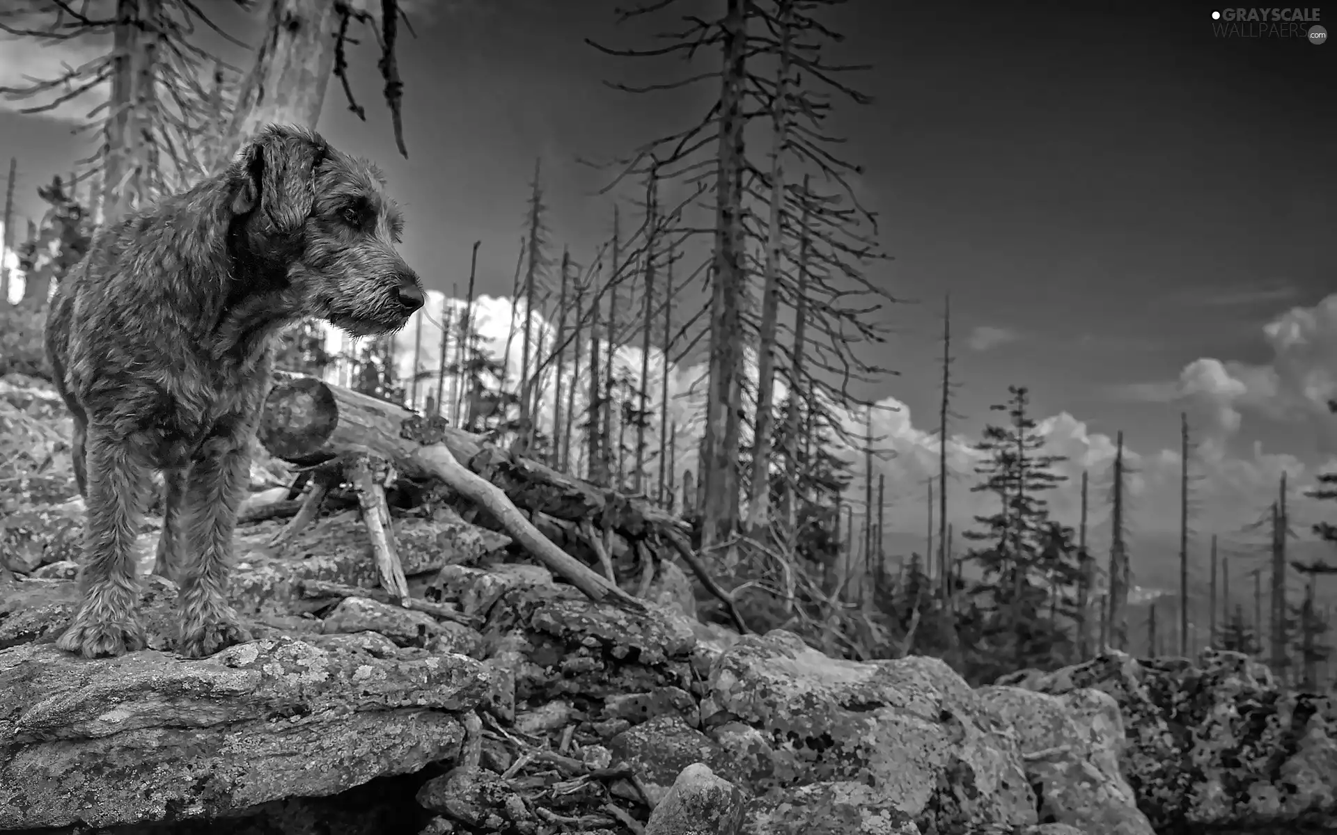 doggy, trees, viewes, rocks