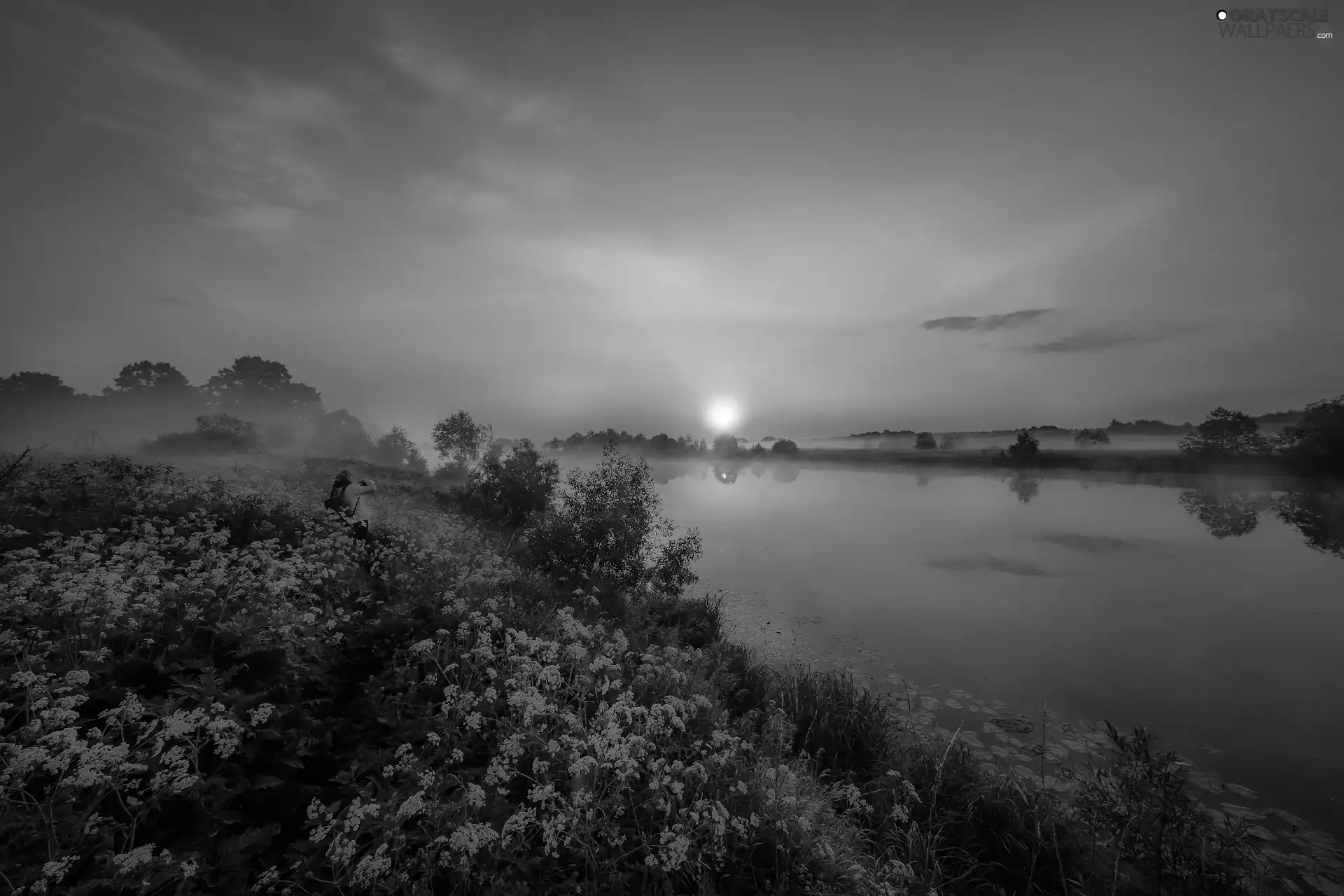 viewes, Flowers, Latvia, Fog, Latgale, trees, Dubna River, Sunrise
