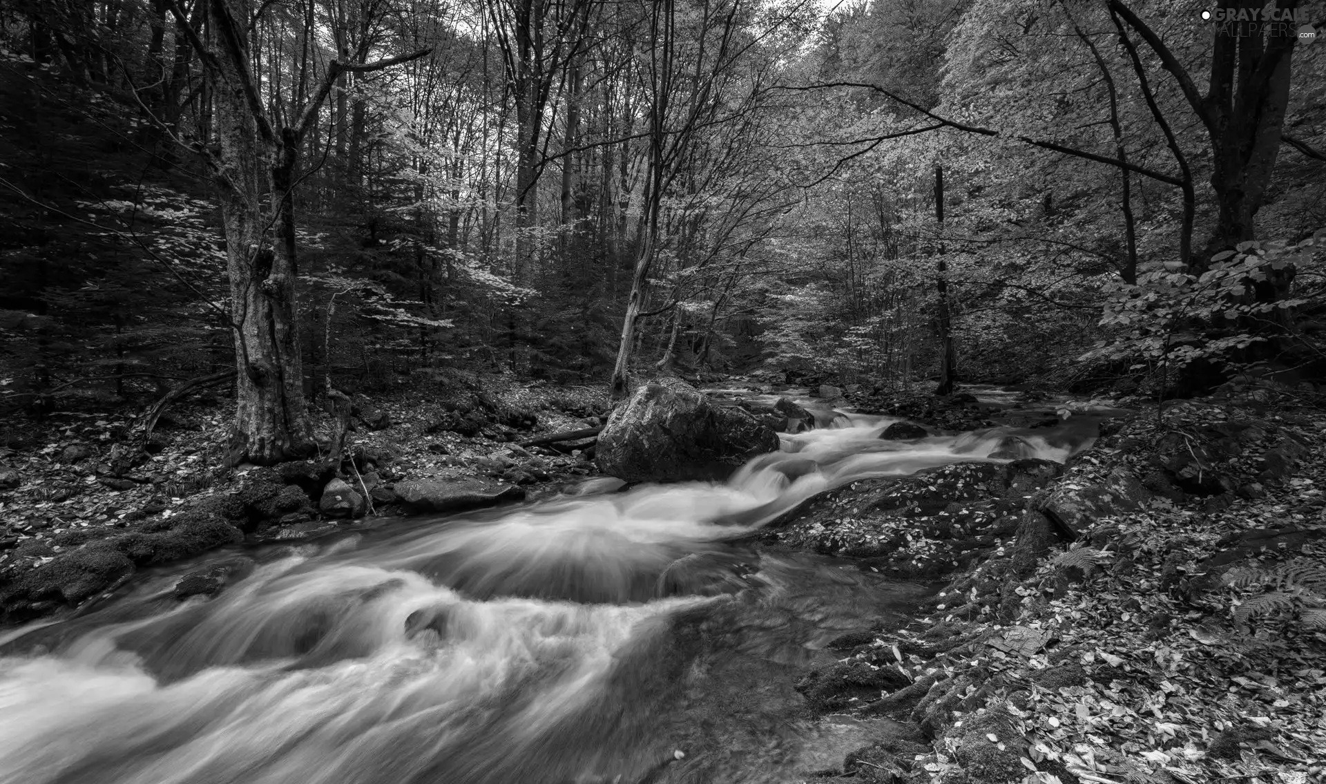 River, trees, fallen, viewes, forest, autumn, Leaf