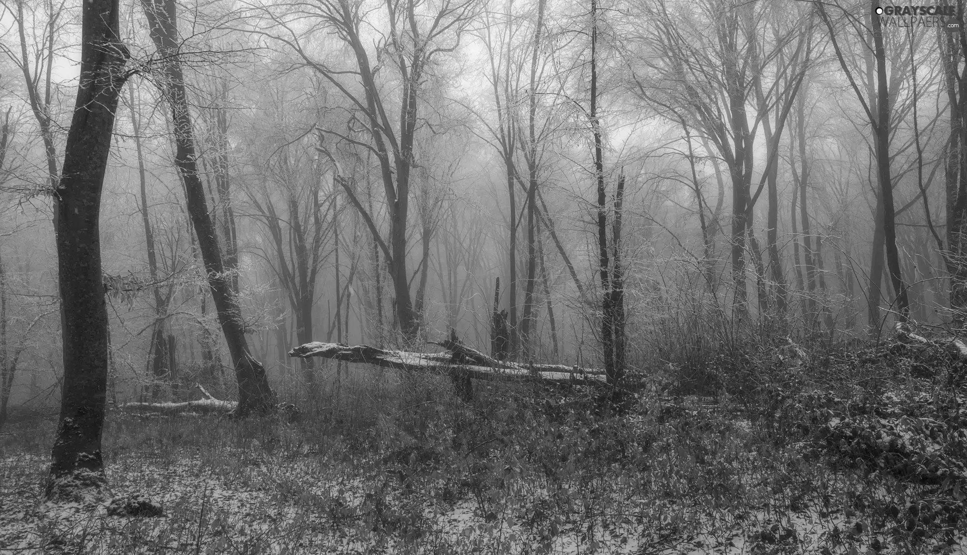 forest, trees, fallen, viewes, winter, Fog, Leaf