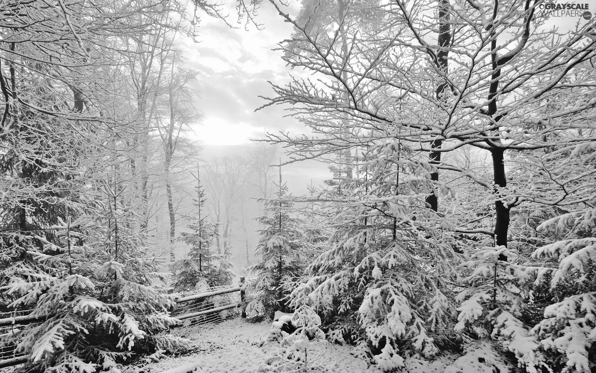 Snowy, winter, viewes, Fance, trees, forest