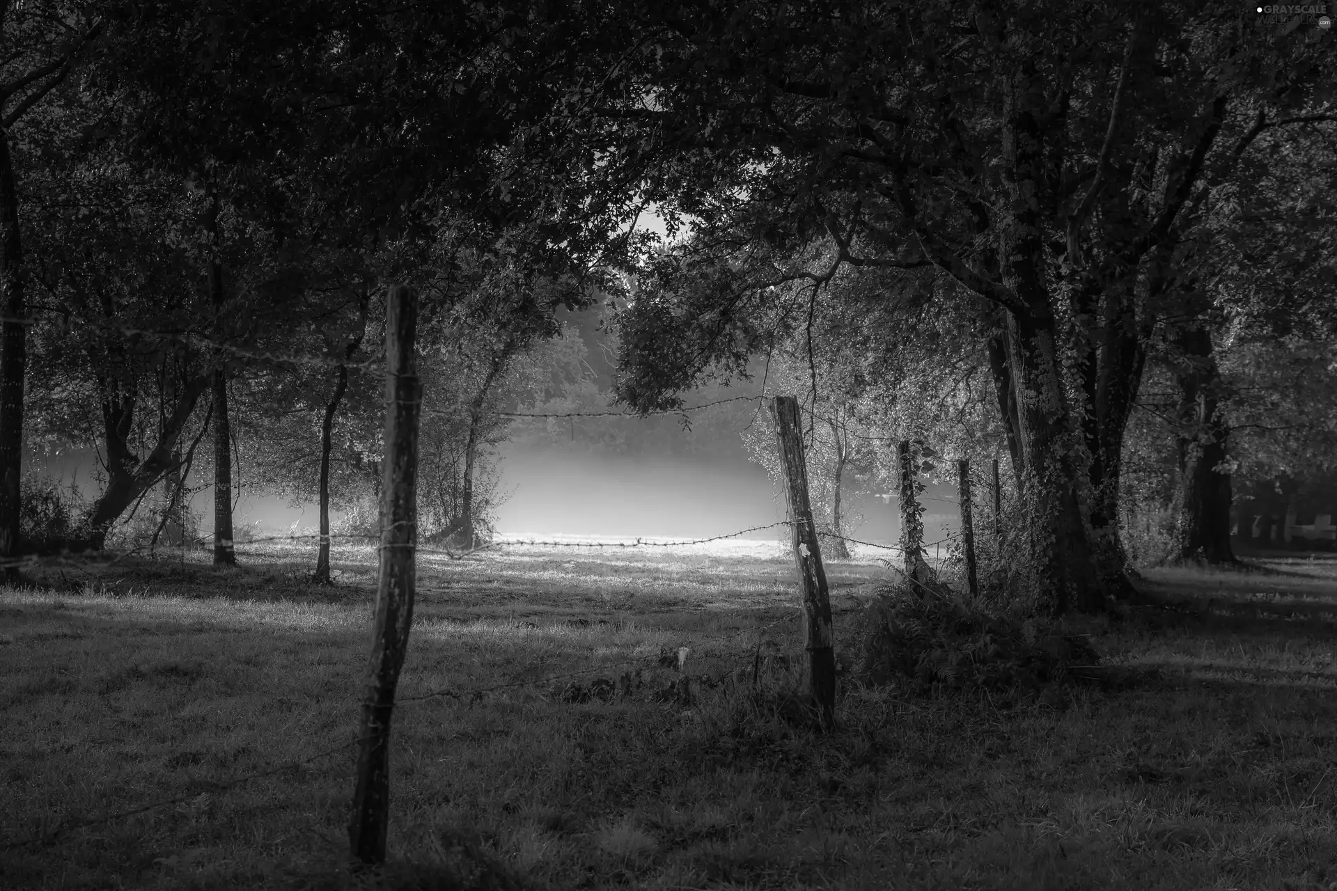 fence, trees, viewes, Fog